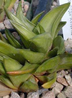 (Haworthia scabra var. starkiana )