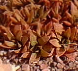 (Haworthia turgida var. turgida )