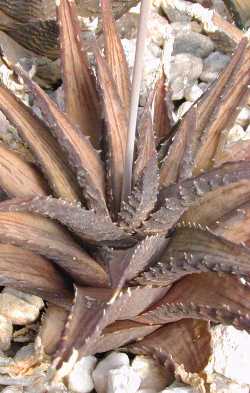 (Haworthia venosa ssp. woolleyi )