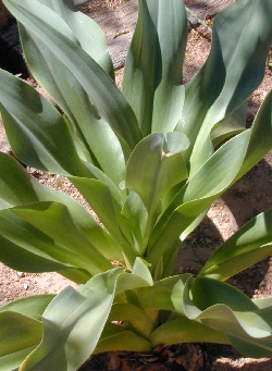 Red Squill(Urginea maritima)