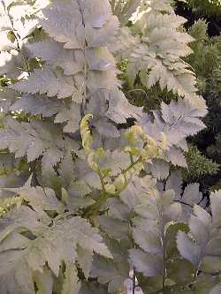 Leatherleaf Fern, Iron Fern(Rumohra adiantiformis)