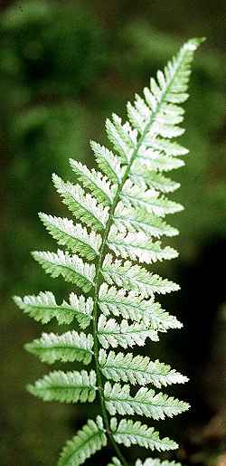 Spinulose Wood Fern (Dryopteris  carthusiana)