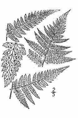 Spinulose Wood Fern (Dryopteris  carthusiana)