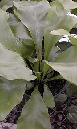 Bird's Nest Fern(Asplenium nidus)