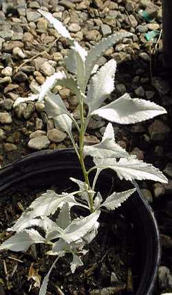 Triangle Leaf Bursage, Rabbit Bush(Ambrosia deltoidea)