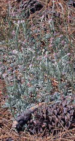 Pink Pussytoes, Pink Everlasting(Antennaria rosea)