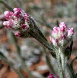 Pink Pussytoes, Pink Everlasting(Antennaria rosea)