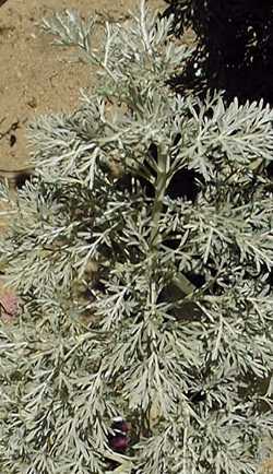 Powis Castle Wormwood(Artemisia 'Powis Castle')