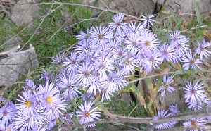 New England Aster(Aster novae-angliae)