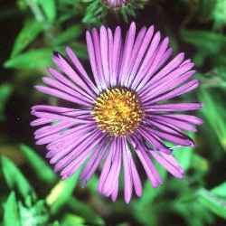 New England Aster(Aster novae-angliae)