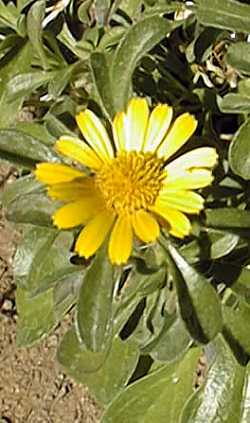 Gold Coin, Mediterranean Beach Daisy(Asteriscus maritimus)