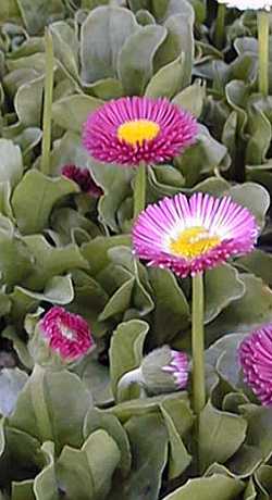 English Daisy(Bellis perennis)