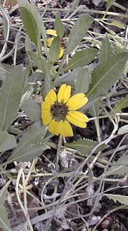 Chocolate Flower, Chocolate Daisy(Berlandiera lyrata)