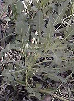 Chocolate Flower, Chocolate Daisy(Berlandiera lyrata)