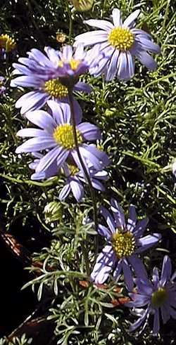 Swan River Daisy(Brachycome multifida)