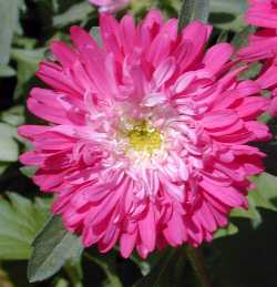 China Aster 'Pot'n Patio Mixture'(Callistephus chinensis)