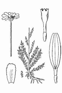 Chamomile, Roman Chamomile(Chamaemelum nobile)