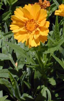 Coreopsis, Tickseed(Coreopsis grandiflora)