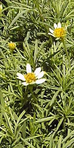 Threadleaf Coreopsis(Coreopsis verticillata)