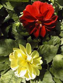 Dahlia(Dahlia hybrida)