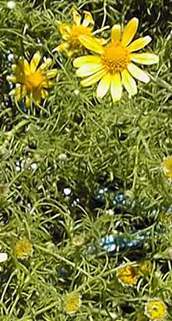 Dahlberg Daisy, Golden Fleece(Dyssodia tenuiloba)