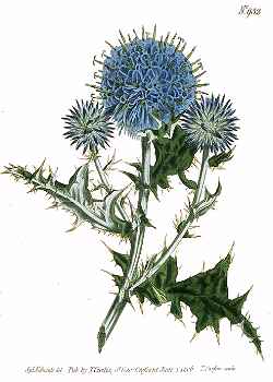 Echinops 'Veitch's Blue'(Echinops ritro)