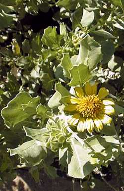 (Encelia densifolia)