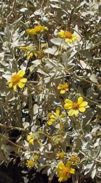 Brittlebush, Incienso(Encelia farinosa)