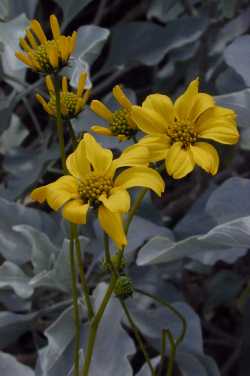 Brittlebush, Incienso(Encelia farinosa)