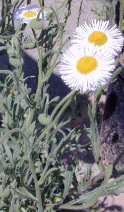 Fleabane Daisy, Green Rabbit bush(Erigeron divergens)