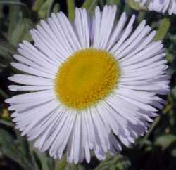 Fleabane Daisy, Green Rabbit bush(Erigeron divergens)