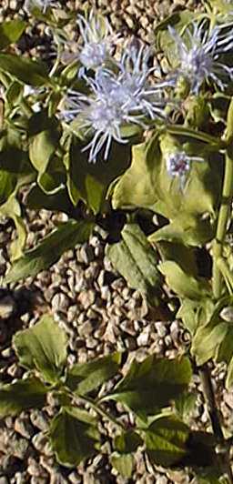 Christmas Bush, Siam weed(Chromolaena odorata)