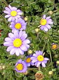 Blue Marguerite, Kingfisher Daisy(Felicia amelloides)