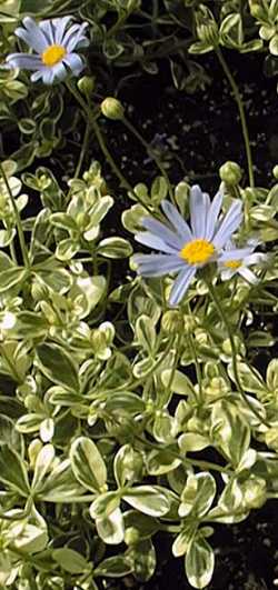 Blue Marguerite, Kingfisher Daisy(Felicia amelloides)