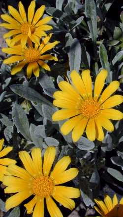 Gazania 'Sun Gold'(Gazania rigens cv. 'Sun Gold')