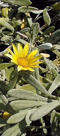 Gazania 'Yellow Trailing'(Gazania rigens cv. 'Yellow Trailing')