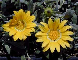 Gazania 'Yellow Trailing'(Gazania rigens cv. 'Yellow Trailing')