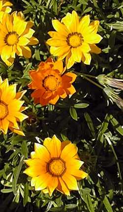 Gazania(Gazania rigens)