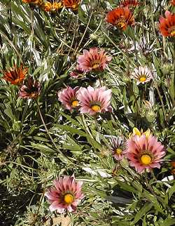 Gazania(Gazania rigens)