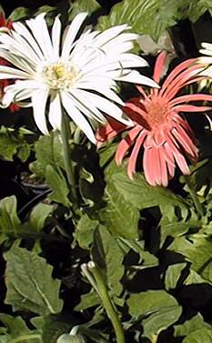 Transvaal Daisy, African Daisy(Gerbera jamesonii)