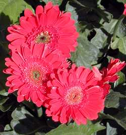 Transvaal Daisy, African Daisy(Gerbera jamesonii)