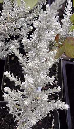 Curry Plant, Immortelle(Helichrysum angustifolia)