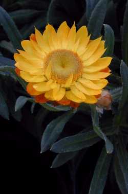 Strawflower, Everlasting, Paper Daisy(Bracteantha bracteata)