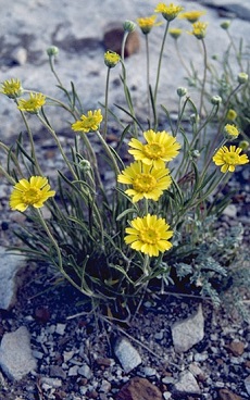 Angelita Daisy(Tetraneuris acaulis)