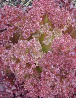 Lettuce(Lactuca sativa)