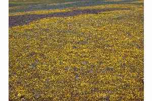 California Goldfields(Lasthenia californica)