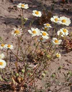 Whitedaisy Tidy Tips(Layia glandulosa)