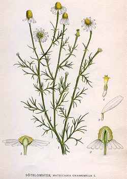 German Chamomile(Matricaria recutita)