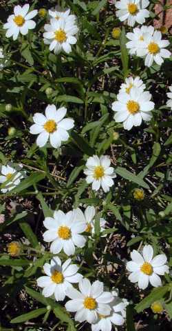 Blackfoot Daisy(Melampodium leucanthum)