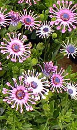 Trailing African Daisy(Osteospermum fruticosum)